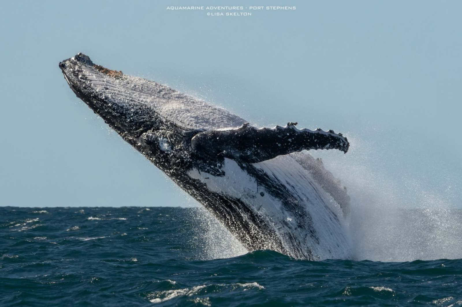 Humpback whale breaching out of the ocean under a clear sky.