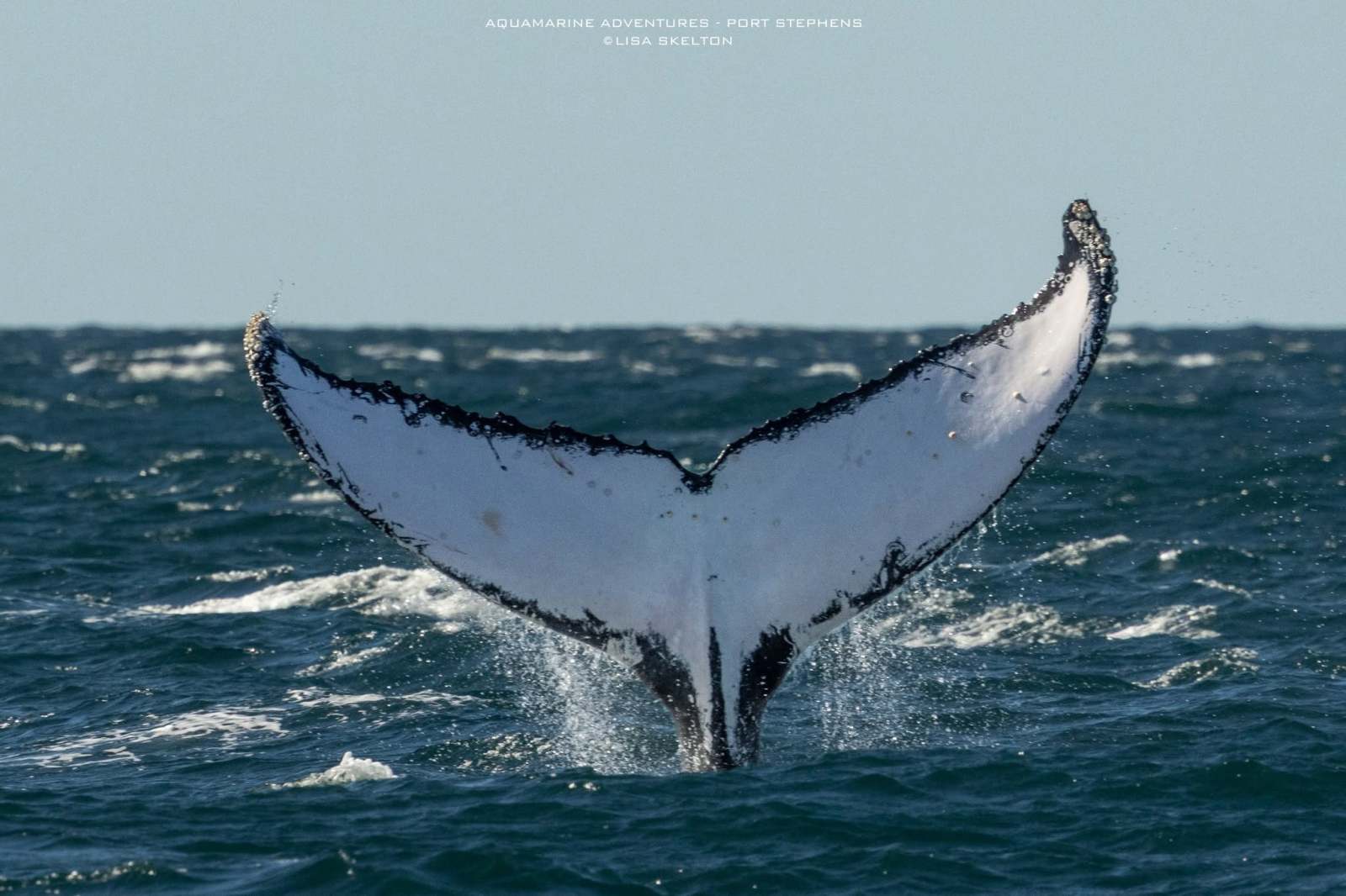 Humpback whale tail breaching above ocean surface.