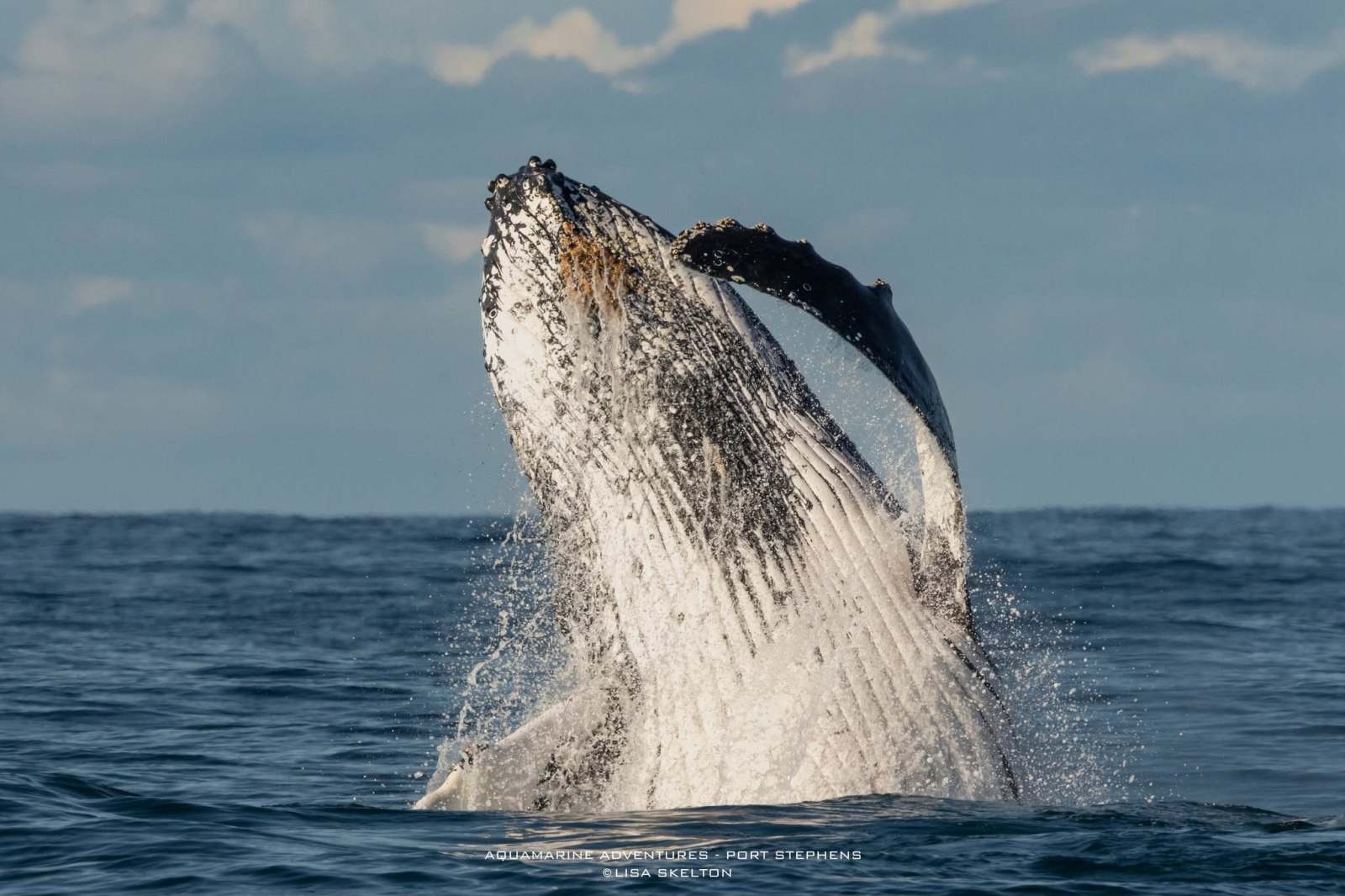 Whale Watching Moonshadow TQC Cruises Port Stephens Lisa Skelton