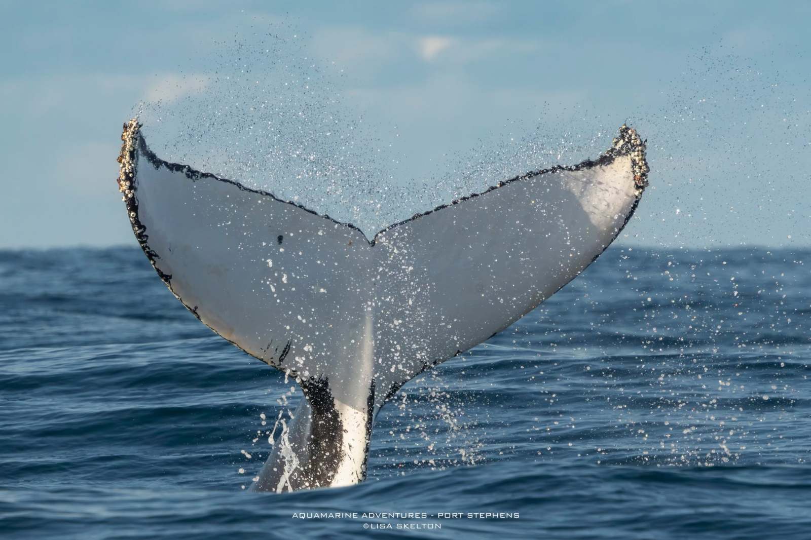 Whale tail rising above ocean water, splashing droplets.