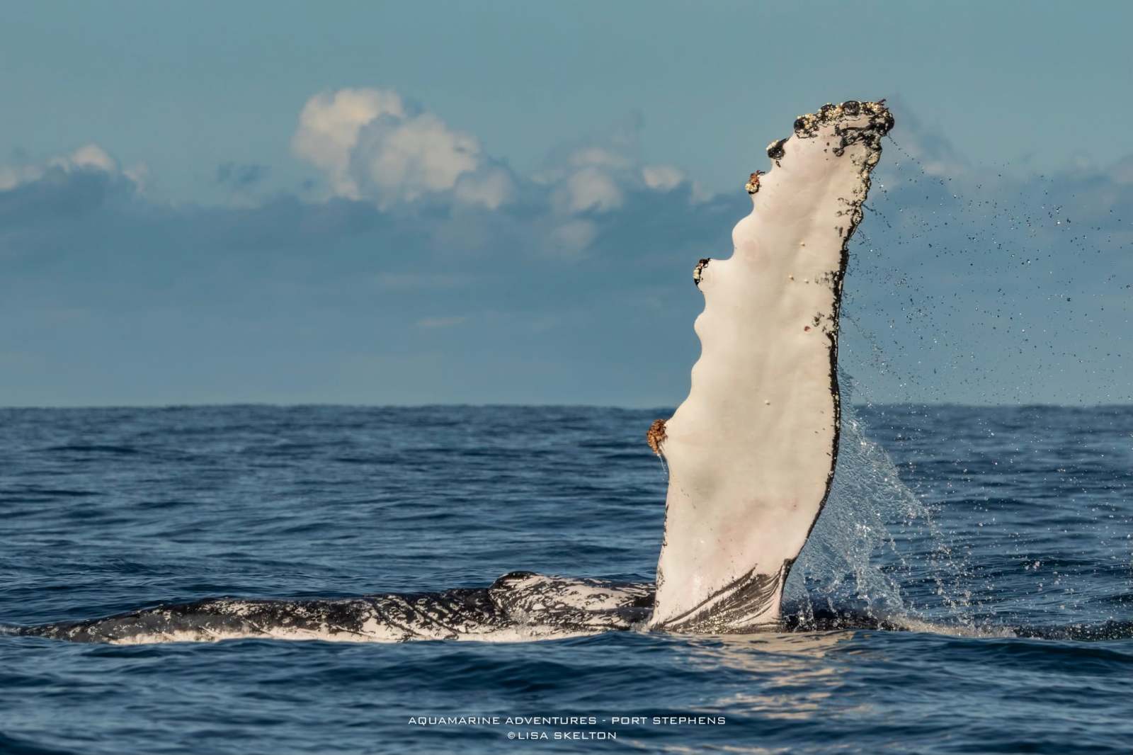 Whale fluke rising from ocean against a cloudy sky.