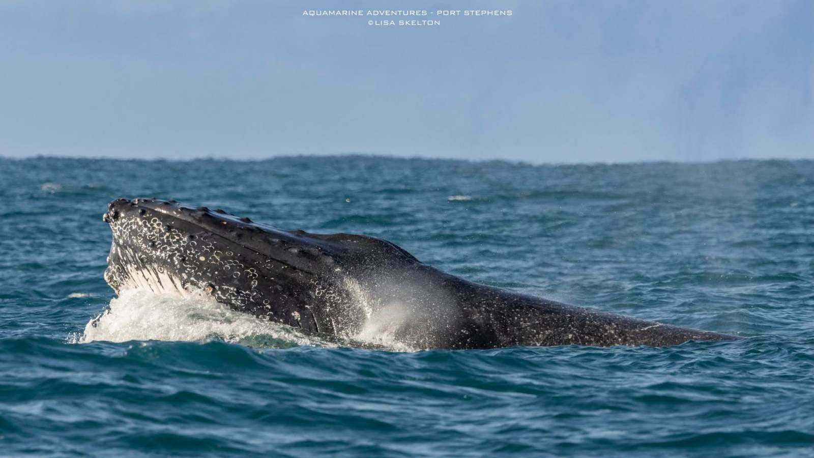 Humpback whale partially breaching water surface in the ocean.