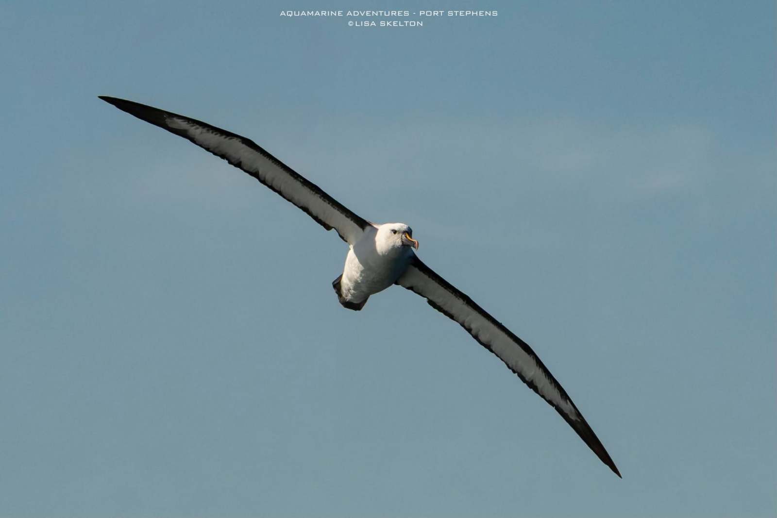 An albatross soaring with wings spread wide against a clear blue sky.