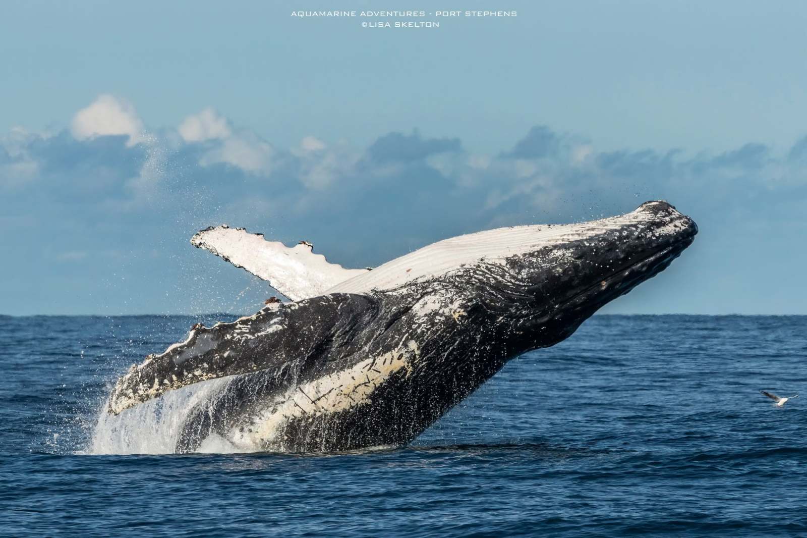 Humpback whale breaching water surface against blue sky.