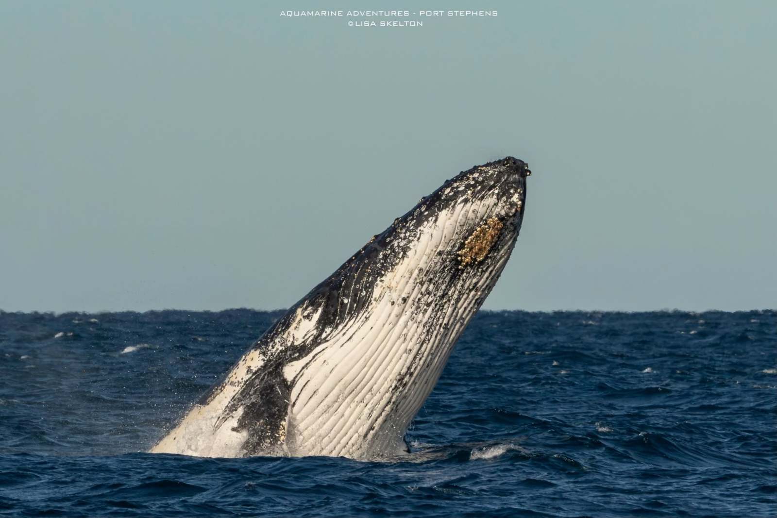 Whale Watching Moonshadow TQC Cruises Port Stephens Lisa Skelton
