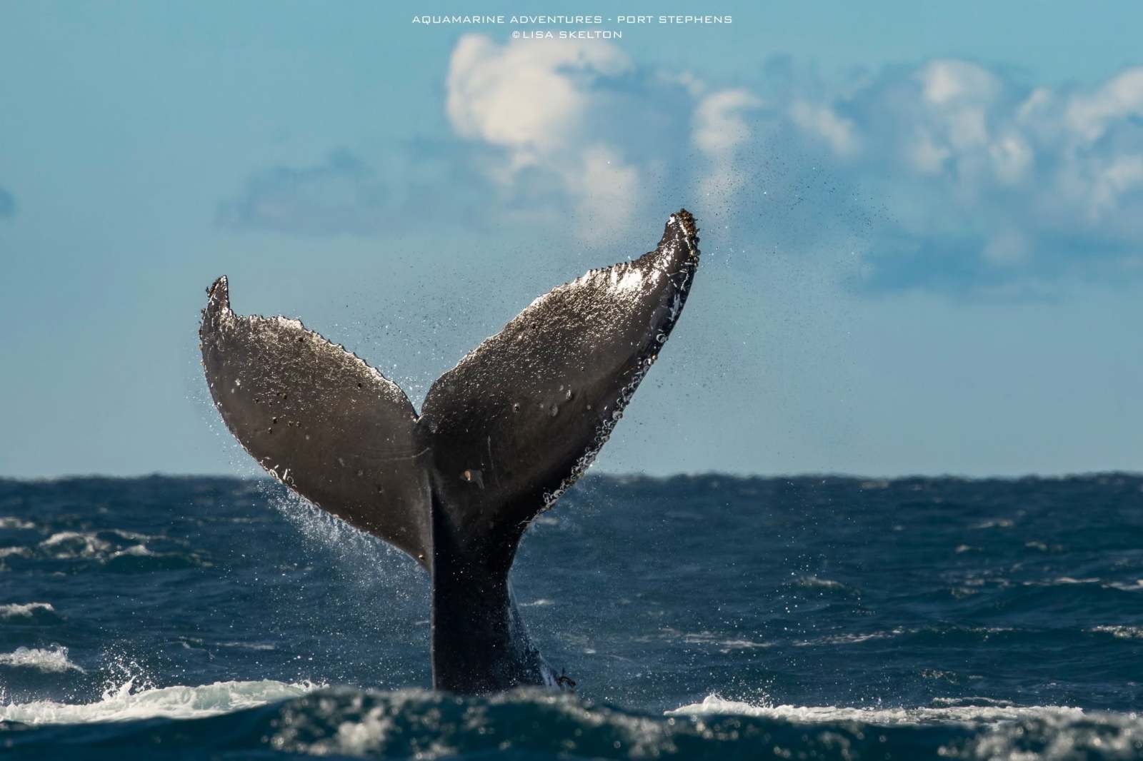 Whale tail emerging from ocean water against a cloudy sky.