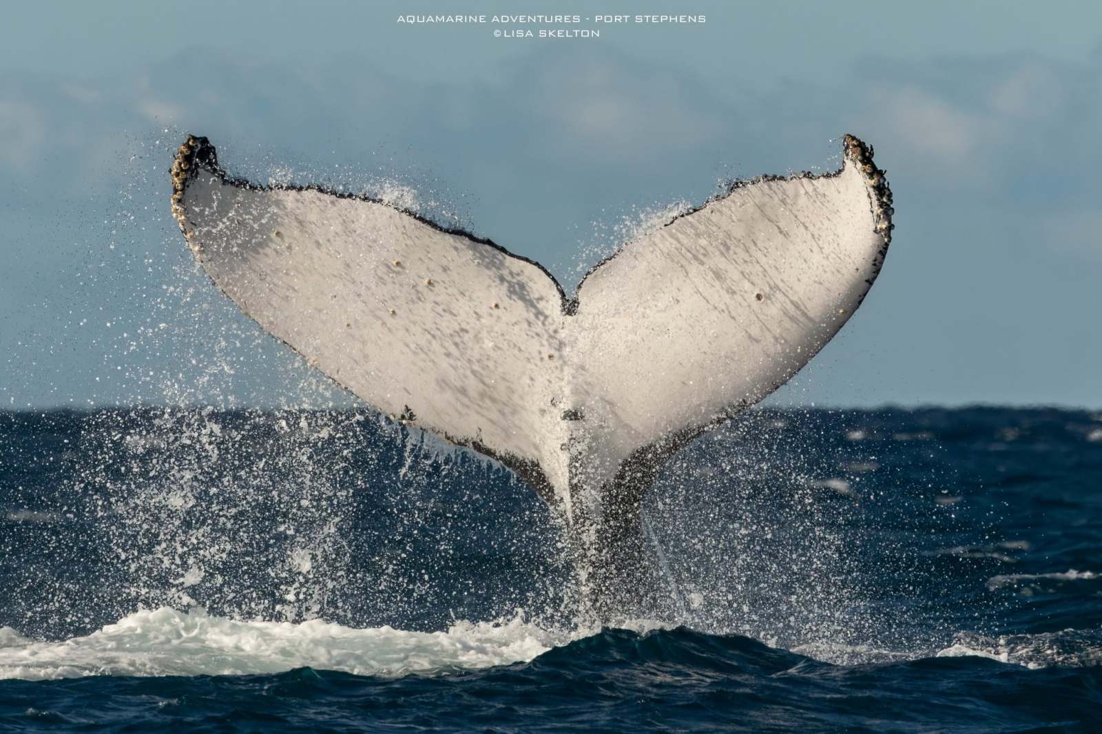 Whale tail breaking through ocean surface against sky.