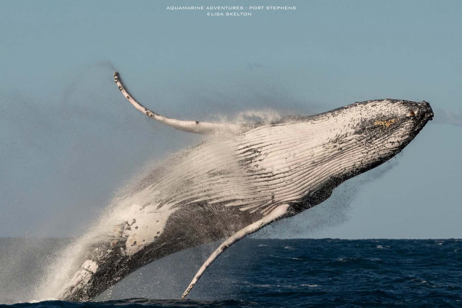 Humpback whale breaching ocean surface against blue sky.