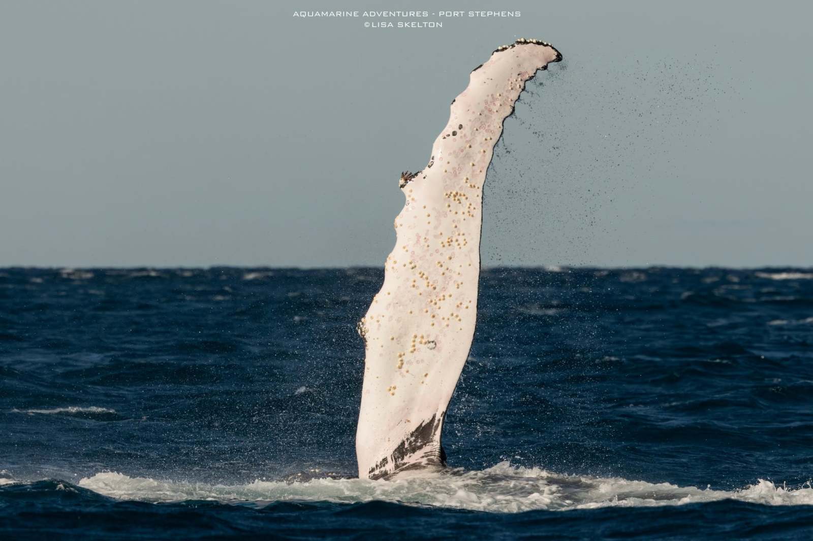 Humpback whale tail slapping the ocean surface, splashing water.