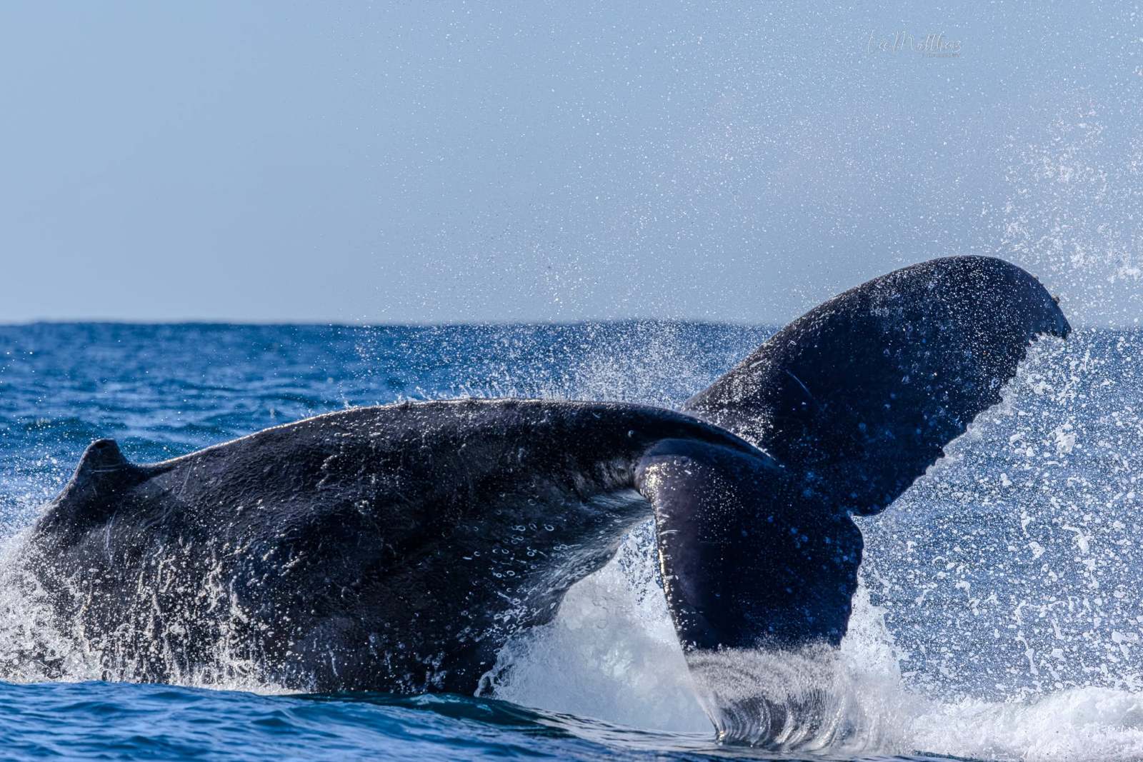 Whale Watching Moonshadow TQC Cruises Port Stephens Lee Matthews