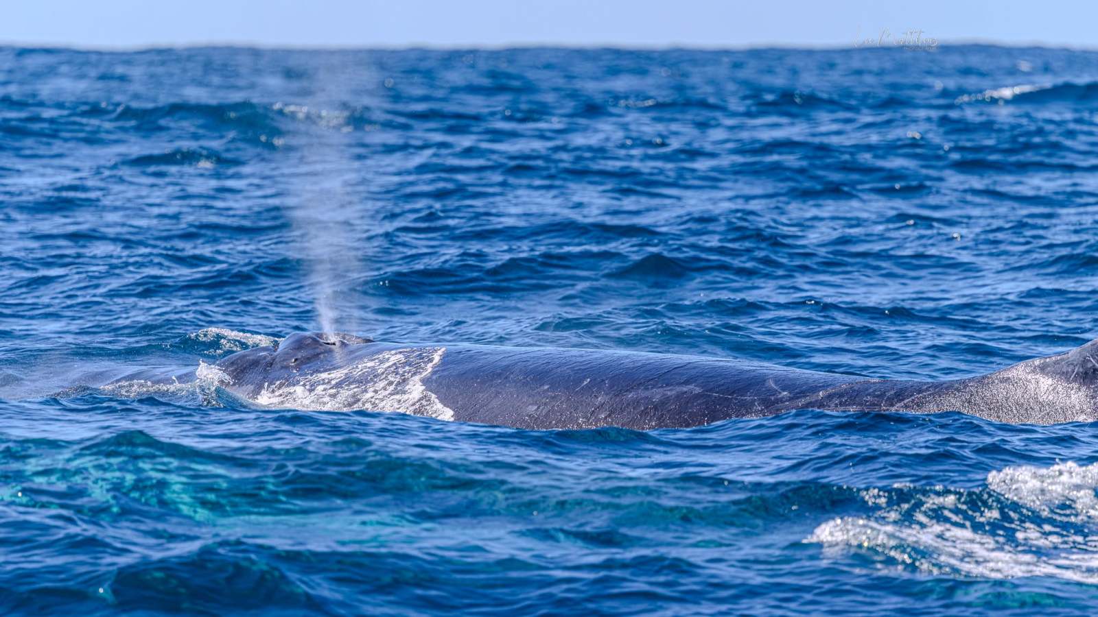 Whale surfacing and spouting water in the ocean.