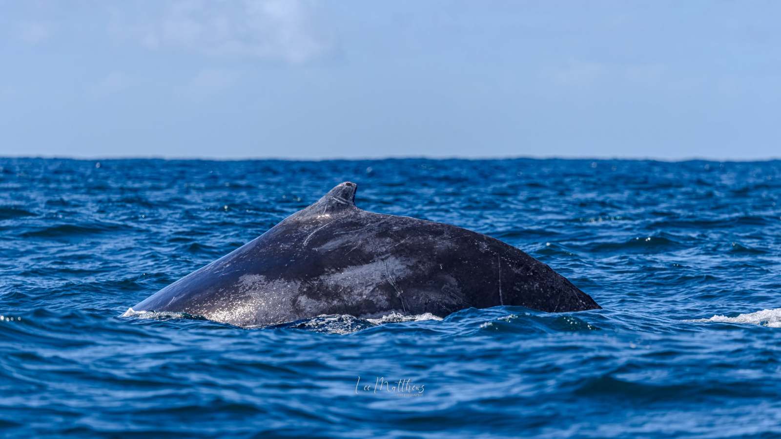 Back of a humpback whale surfacing in the ocean under a clear blue sky.