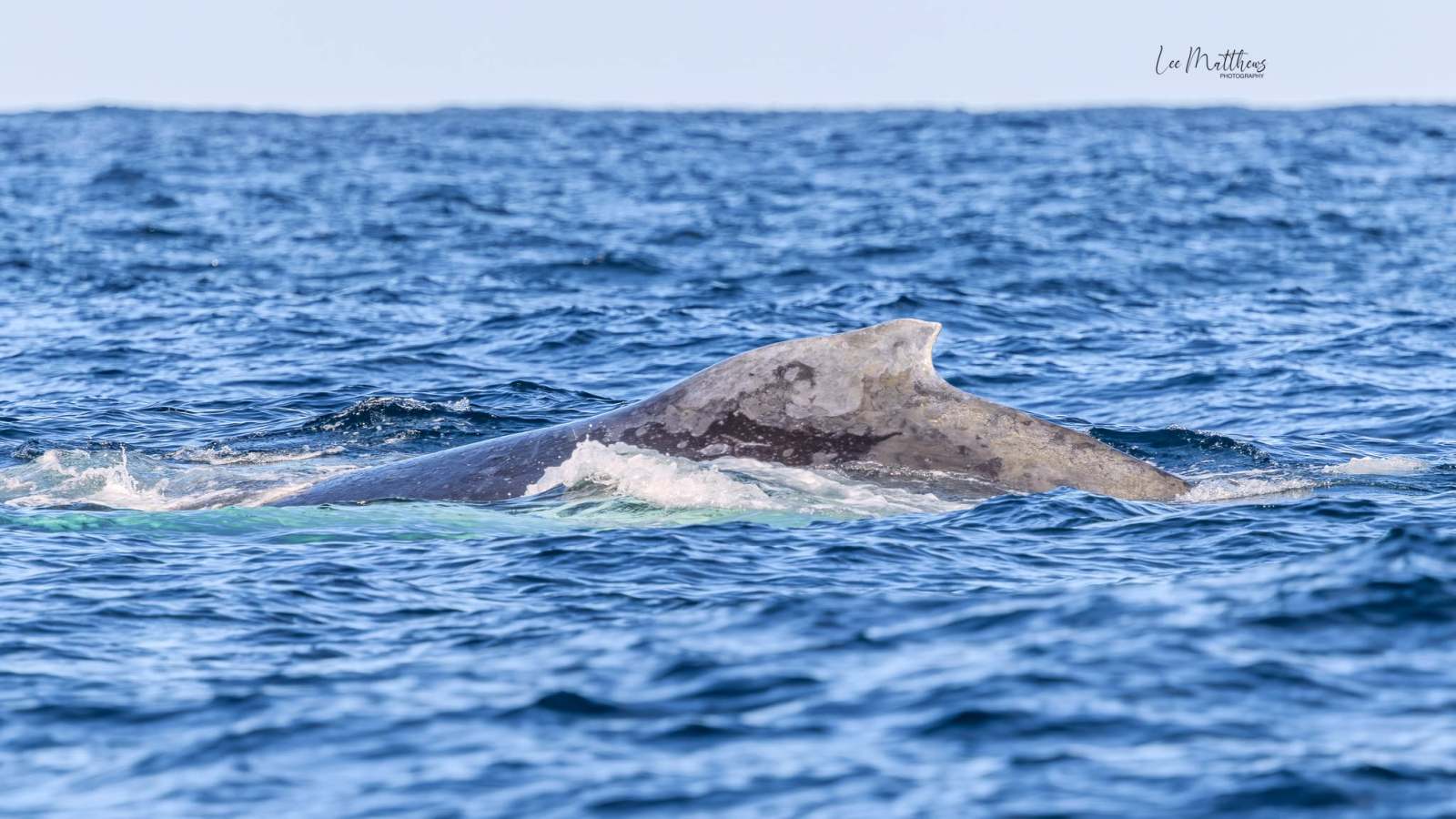 A large whale surfacing in the ocean with water ripples around it.