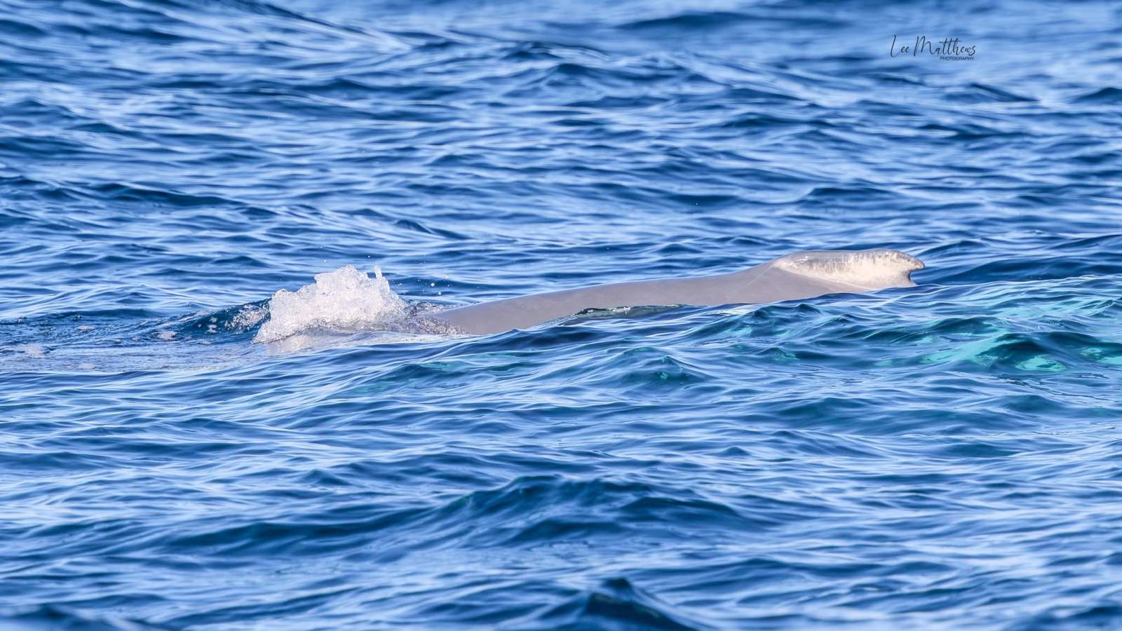 Light-colored whale partially submerged in the ocean.