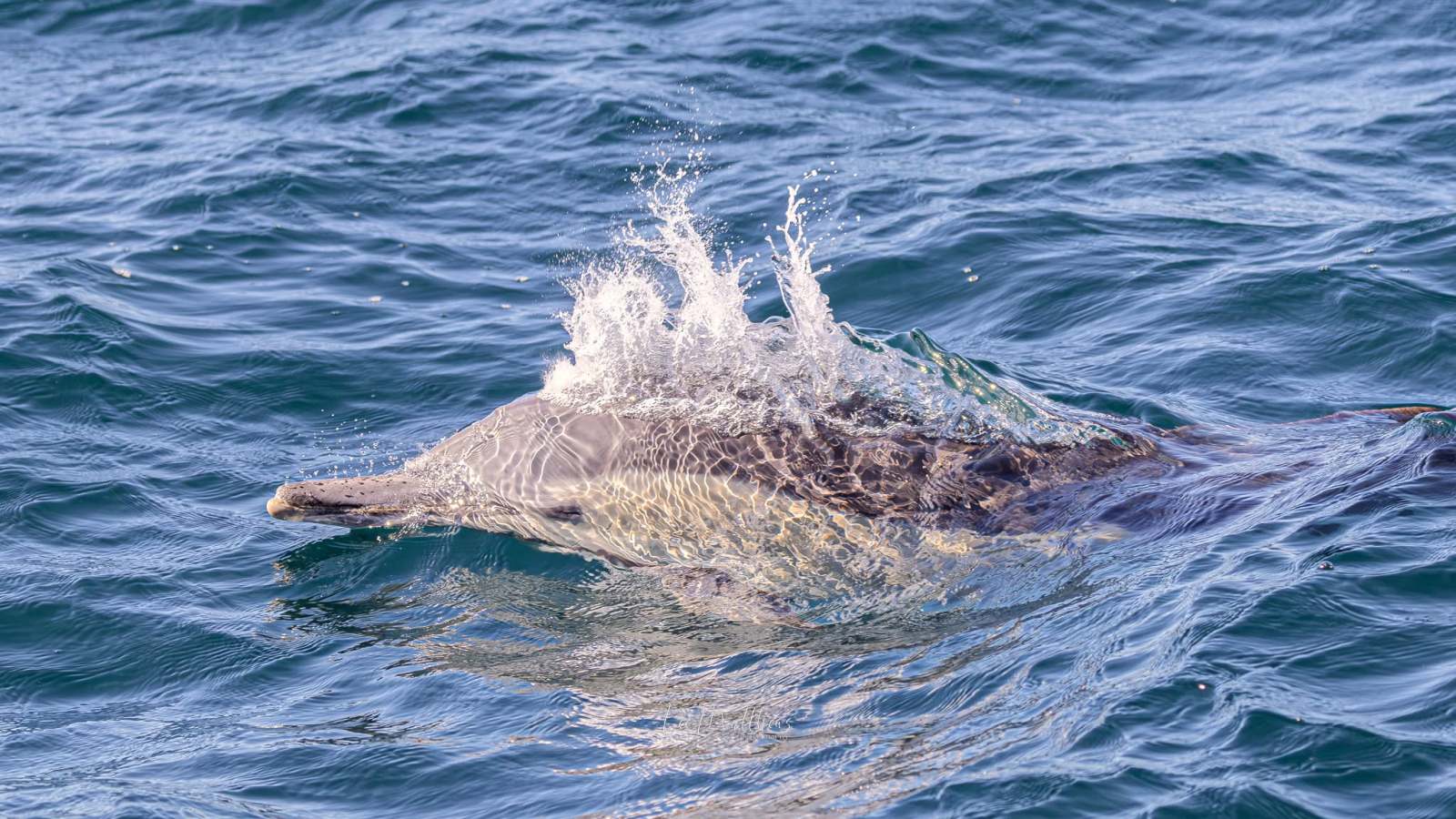 Dolphin partially submerged in wavy ocean water.