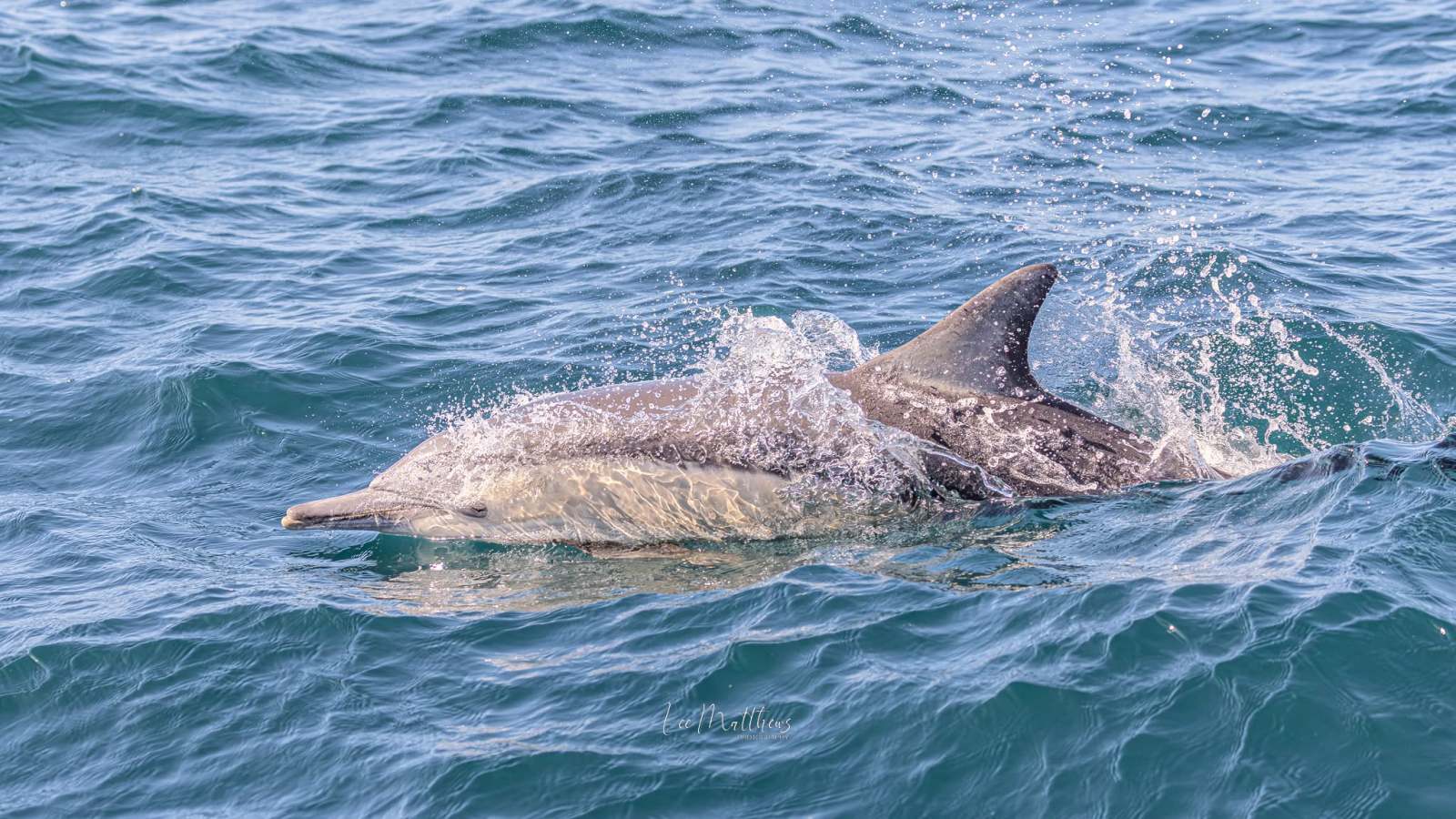 Dolphin swimming in the ocean with water splashes around.