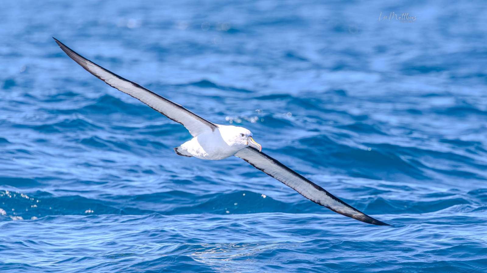 Albatross gliding over blue ocean water on a sunny day.