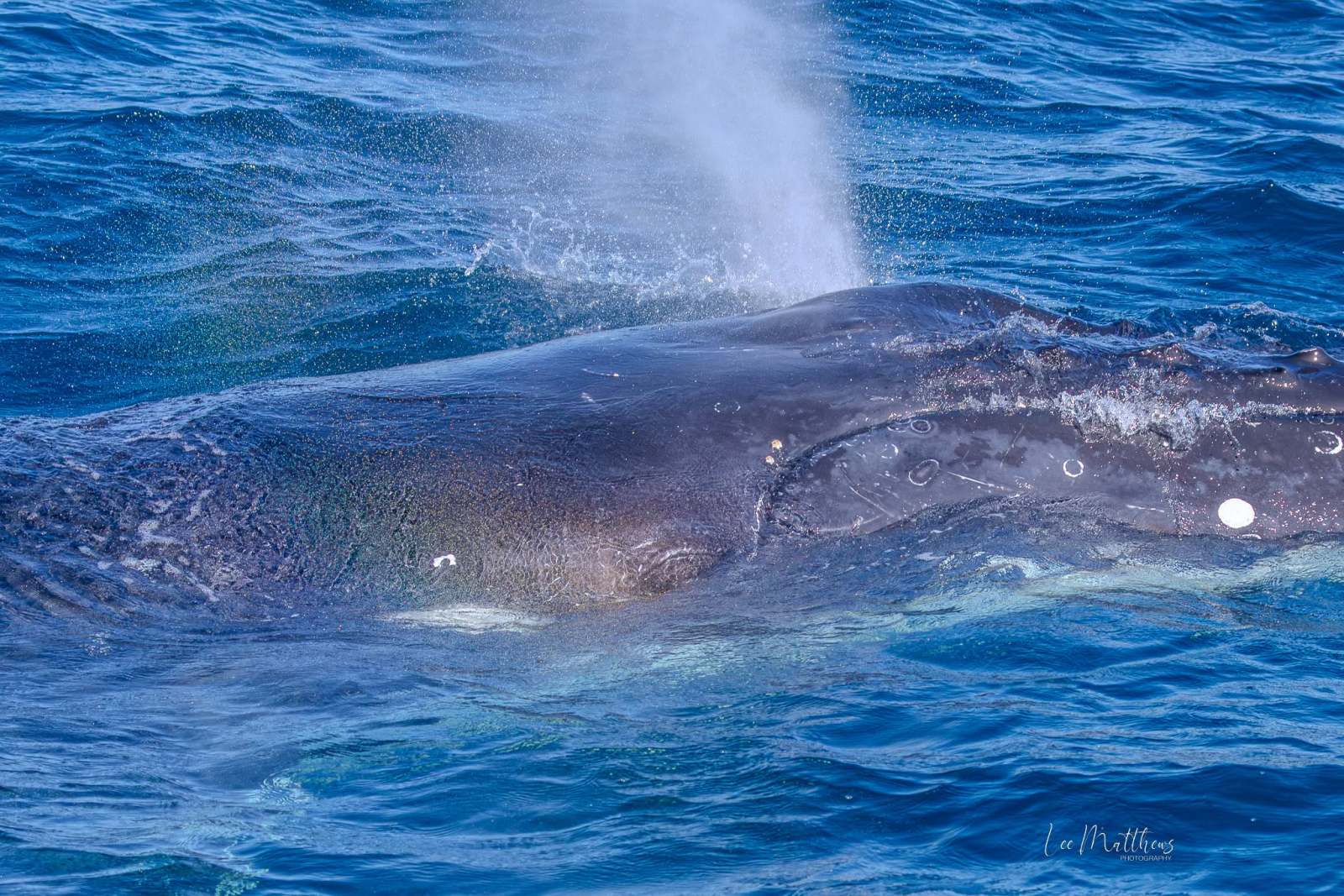 Whale Watching Moonshadow TQC Cruises Port Stephens Lee Matthews