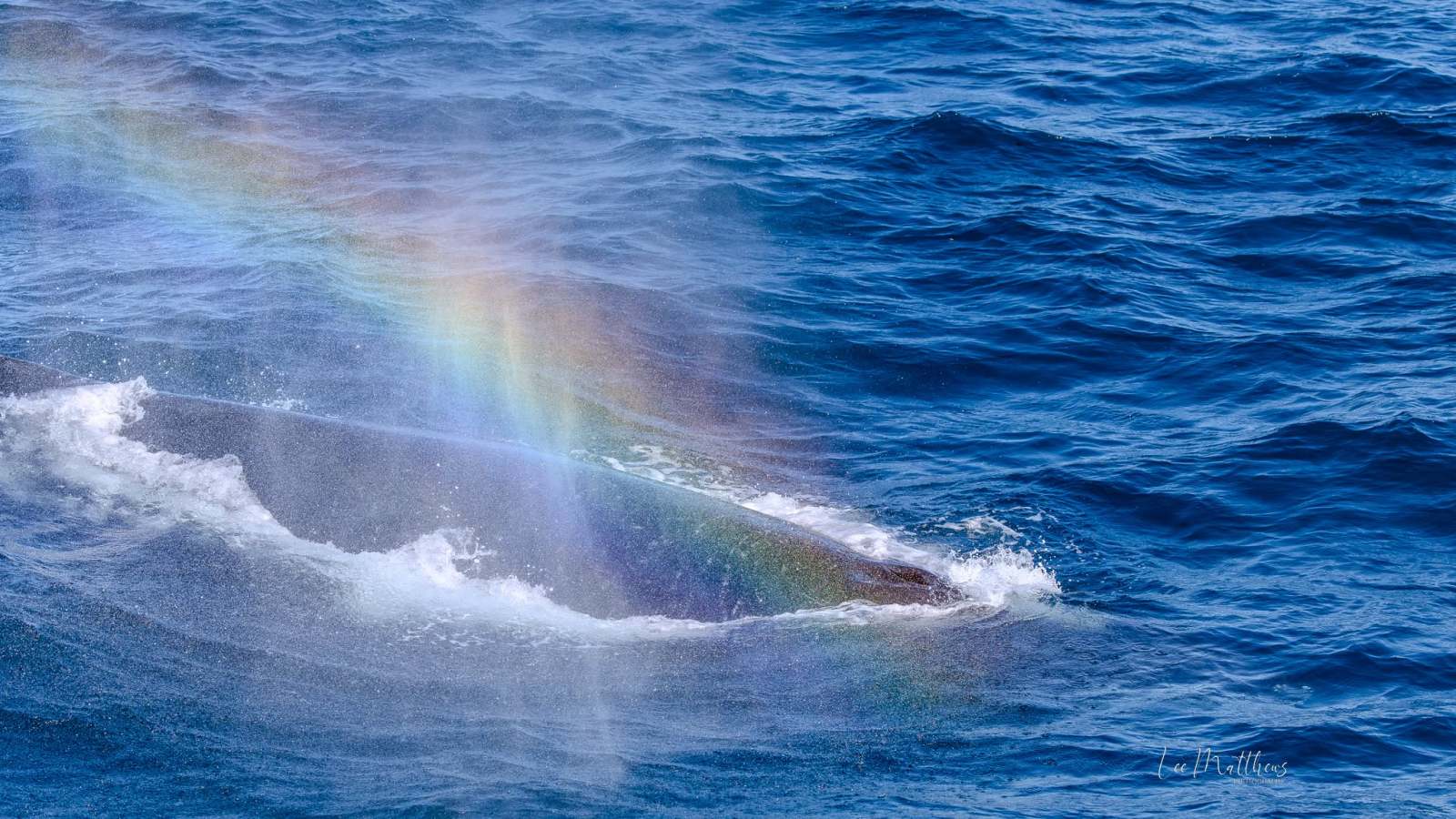 Whale surfacing with a rainbow in ocean spray.