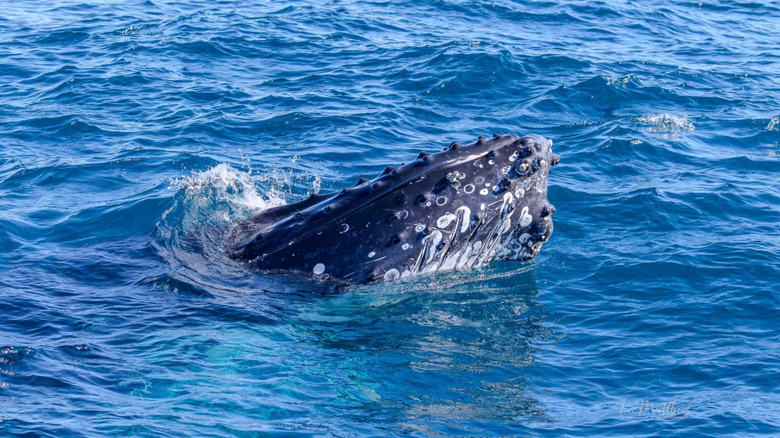 Humpback whale's head emerges from the ocean water.