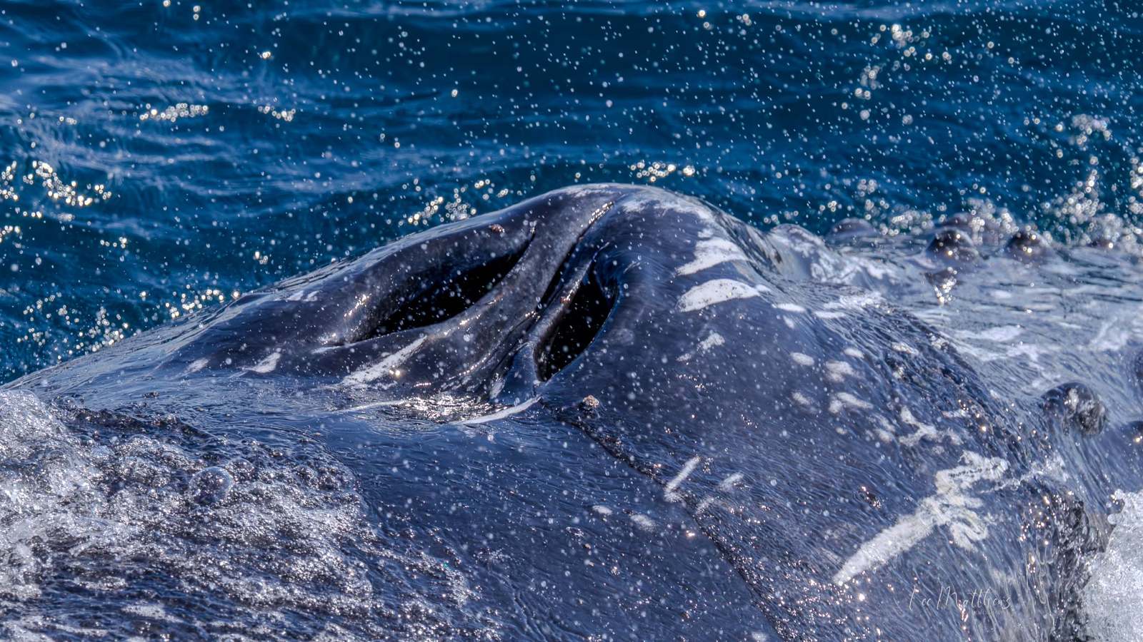 Close-up of a whale's blowhole with ocean water splashing.