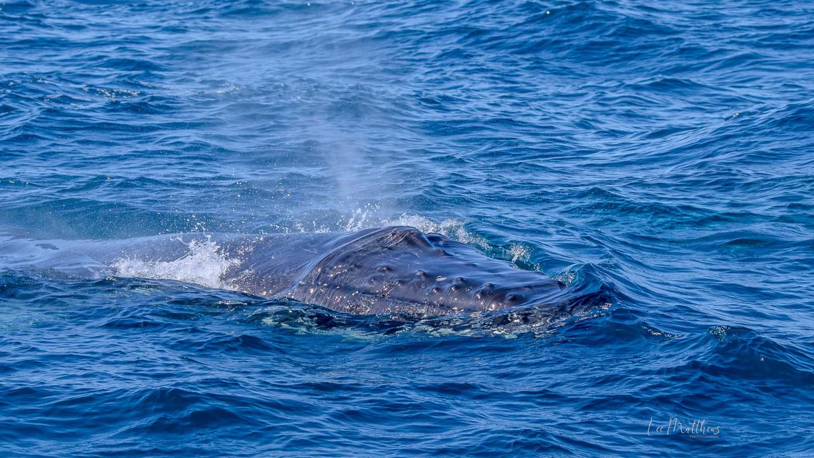 Whale surfacing in blue ocean, water spray visible.