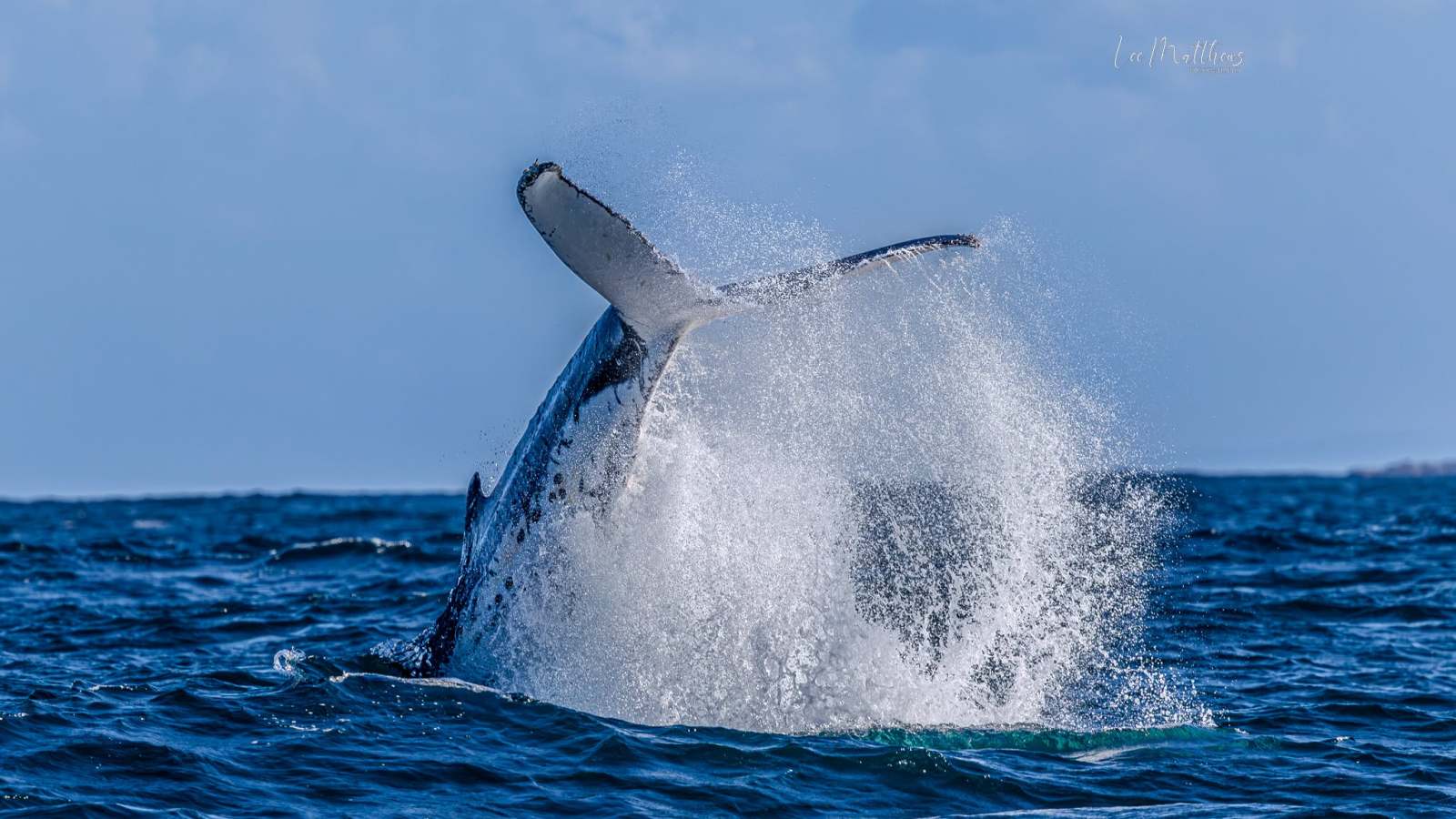 Whale Watching Moonshadow TQC Cruises Port Stephens Lee Matthews