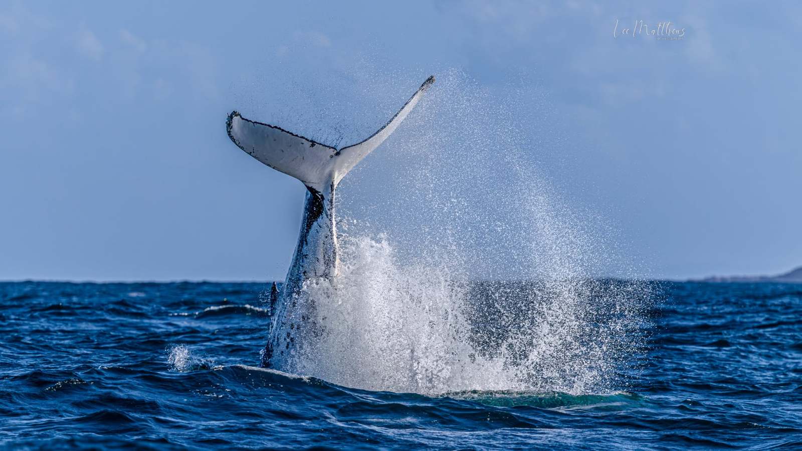 Whale tail splashing in the ocean against a blue sky.