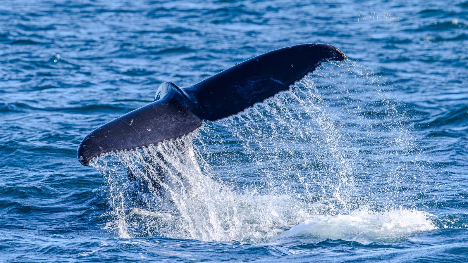 A whale's tail emerging from the ocean, splashing water.
