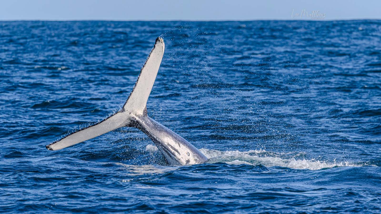 Whale tail splashing in the ocean.
