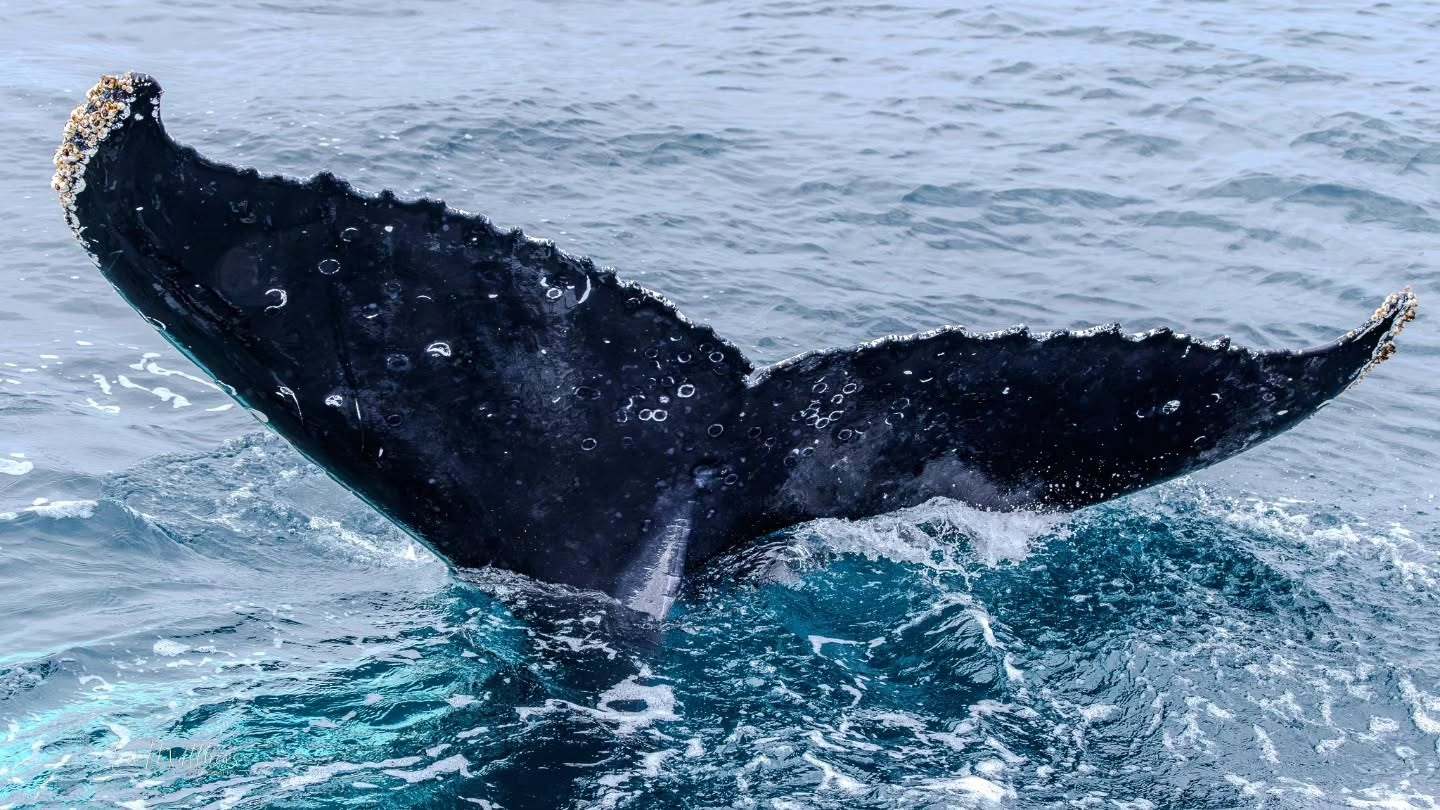 Whale Watching Moonshadow TQC Cruises Port Stephens Lee Matthews