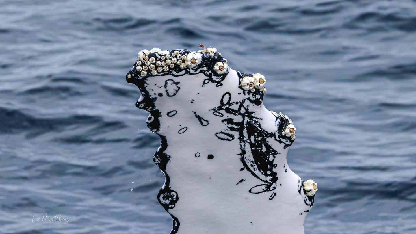 Close-up of a barnacle-covered whale fin surfacing in blue ocean water.