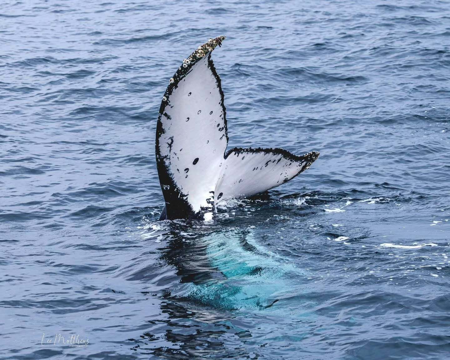 Whale tail surfacing out of the ocean water.