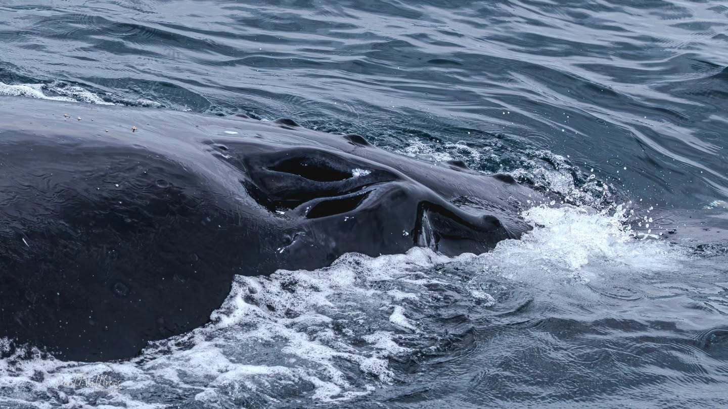 Close-up of a whale surfacing in the ocean, showing part of its head and blowhole.
