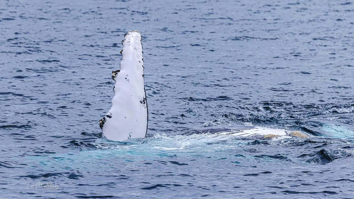 Whale fin emerging from ocean surface.