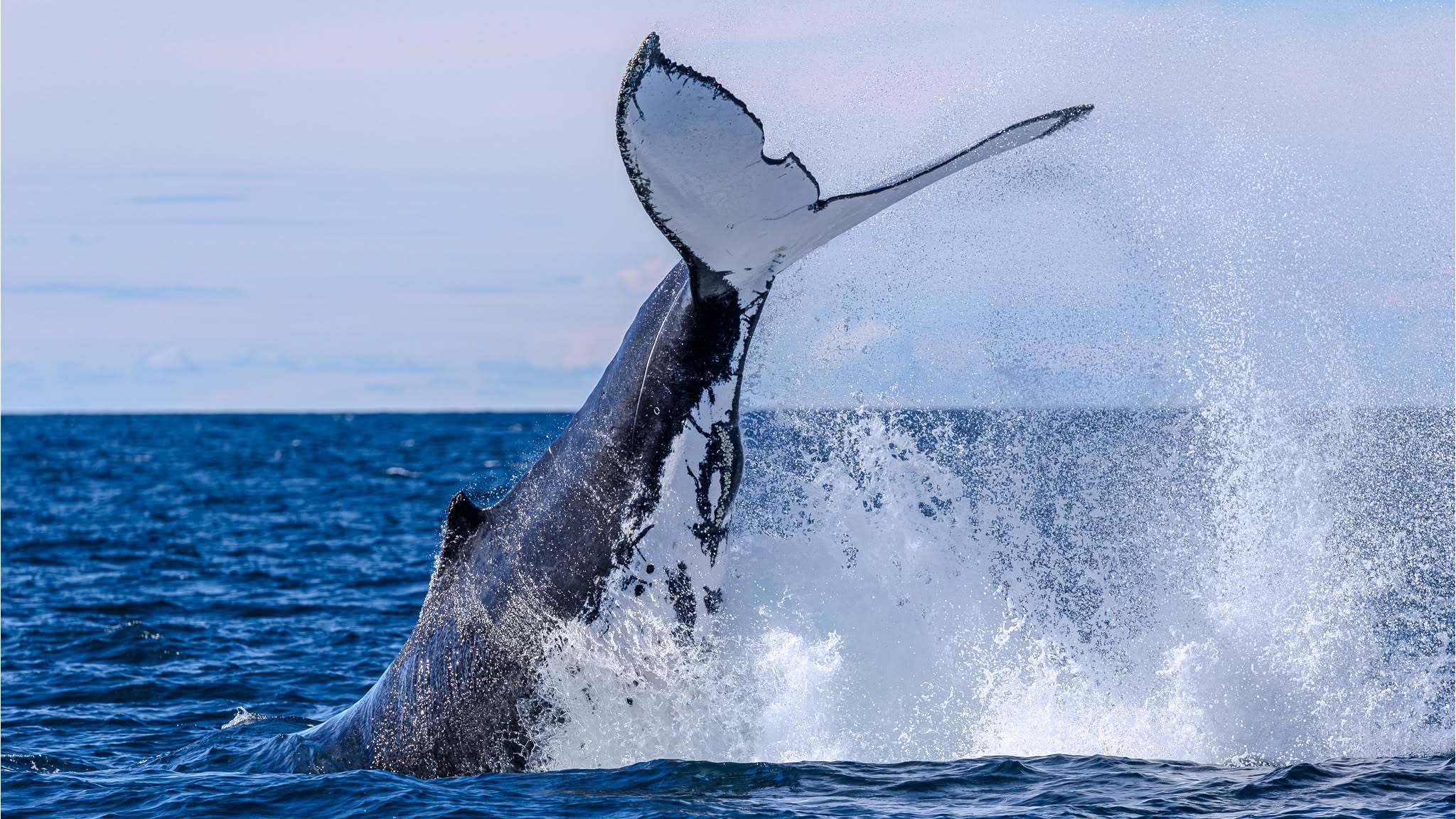 Whale Watching Moonshadow TQC Cruises Port Stephens Lee Matthews