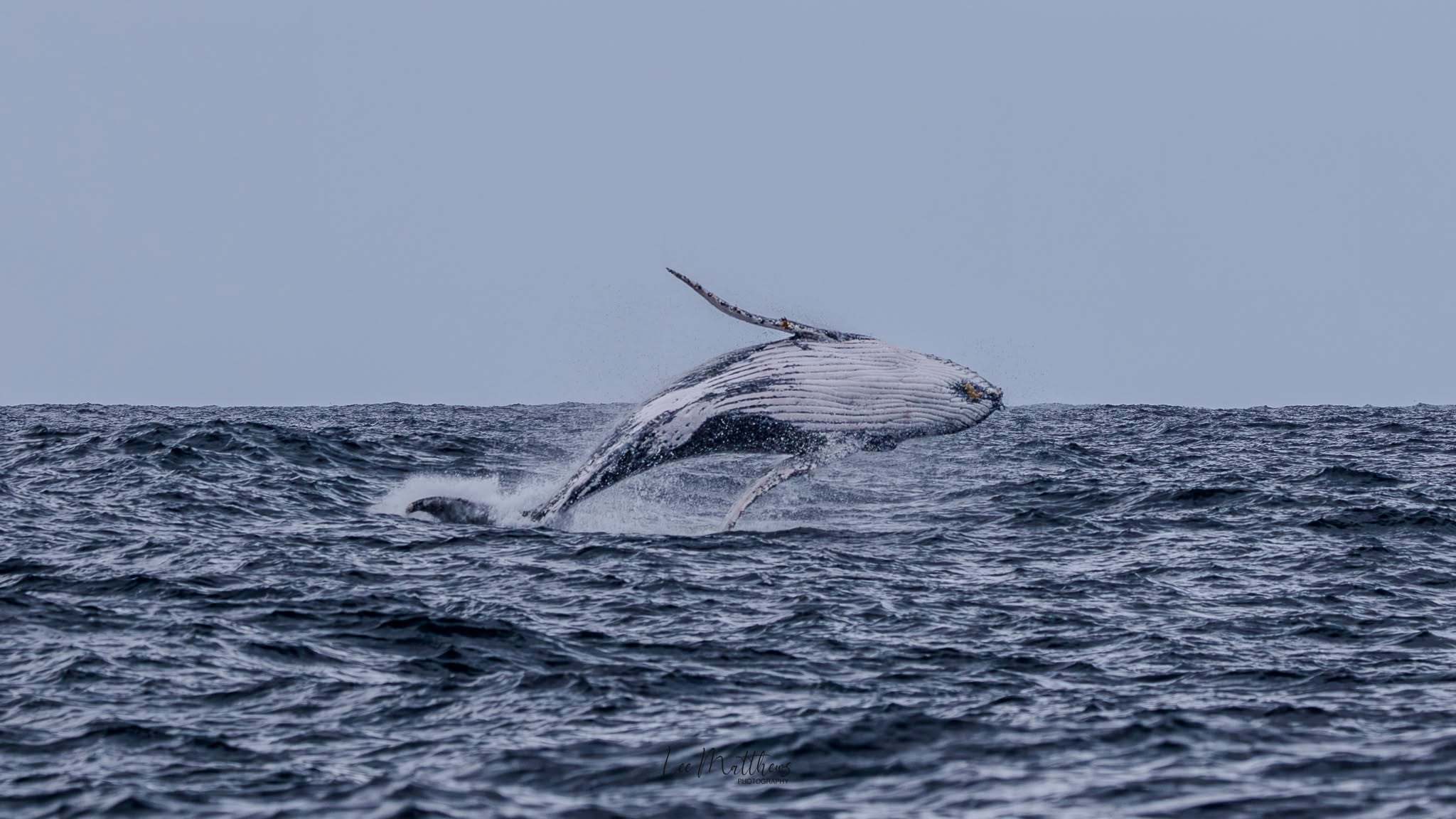 Whale Watching Moonshadow TQC Cruises Port Stephens Lee Matthews