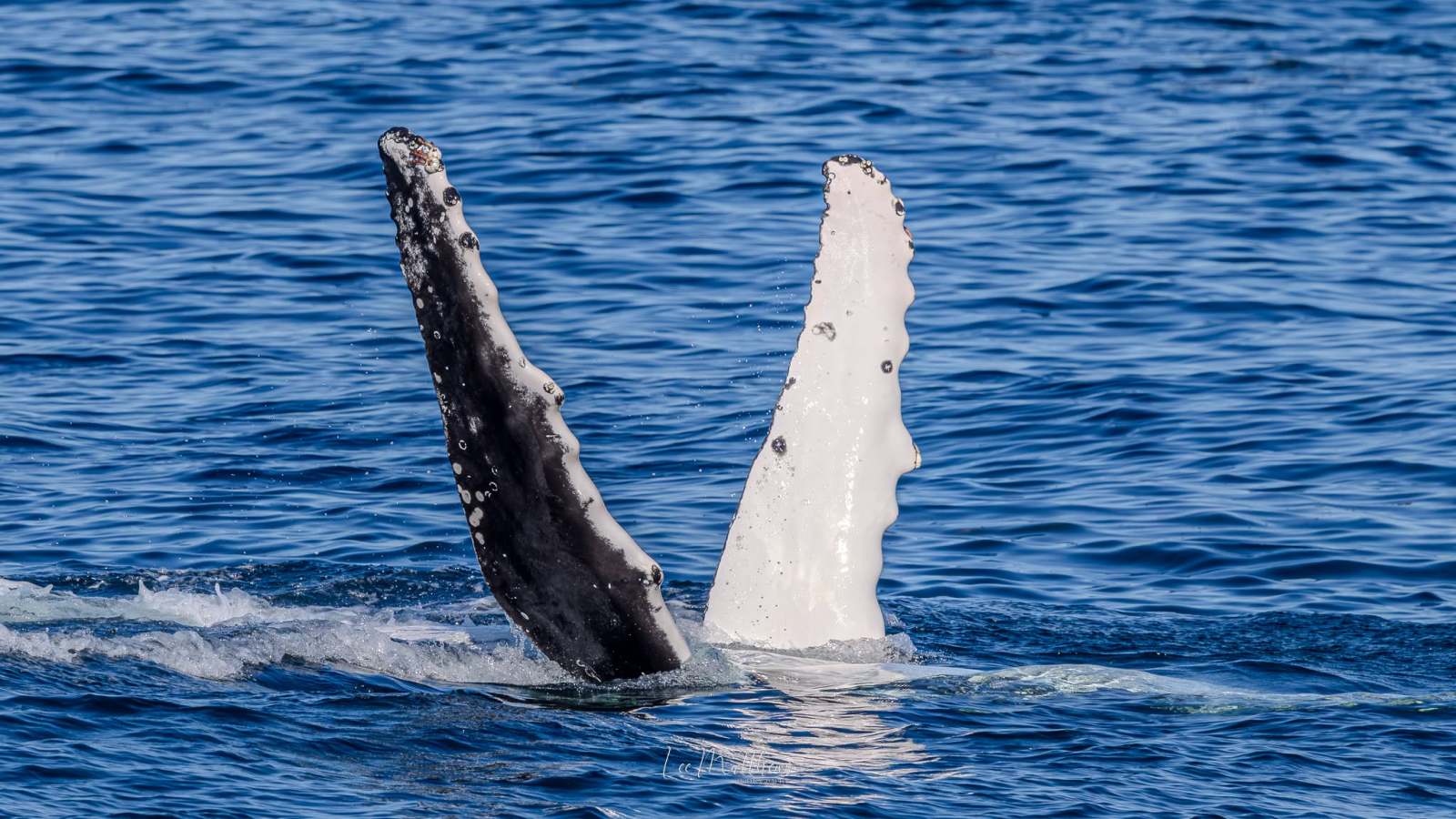 Humpback whale flippers above water surface.