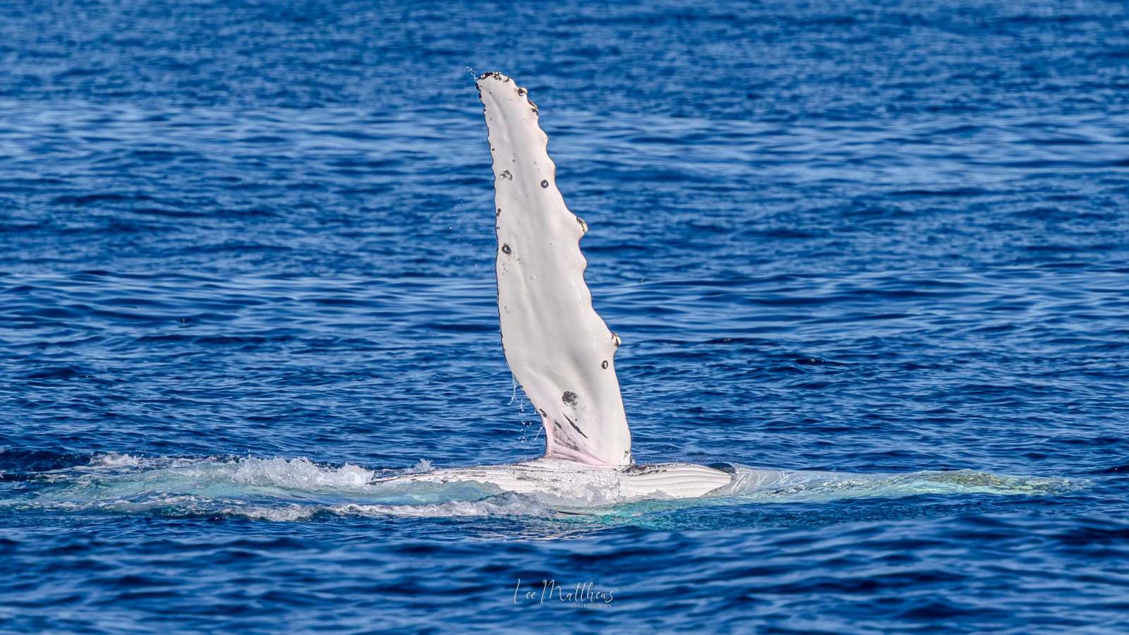 White whale fin above blue ocean surface