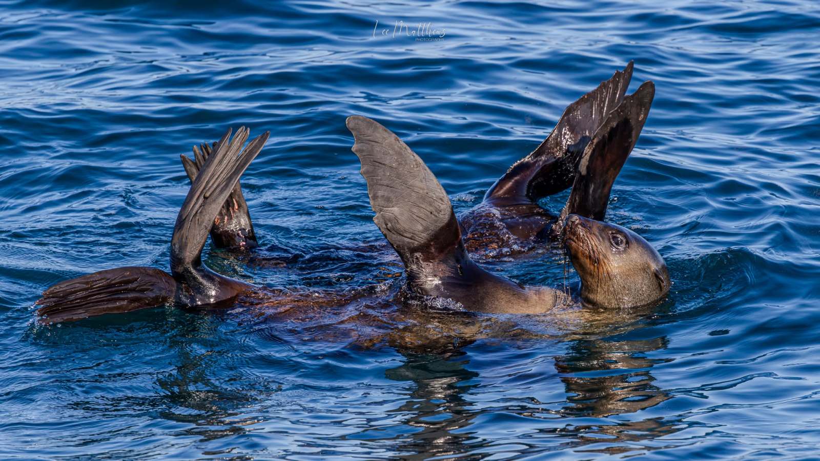Sea lions playing in the blue ocean water.