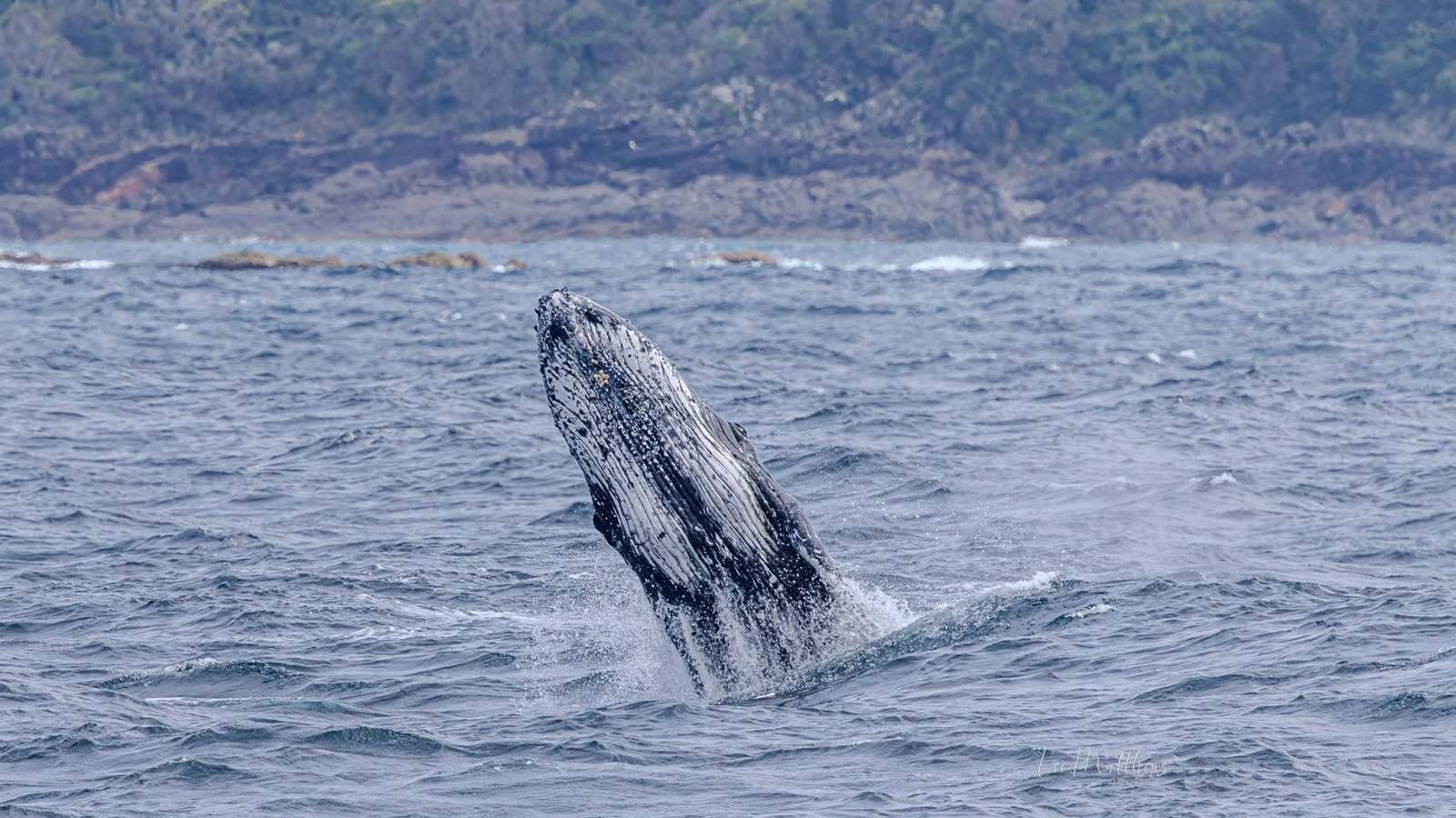 Whale Watching Moonshadow TQC Cruises Port Stephens Lee Matthews