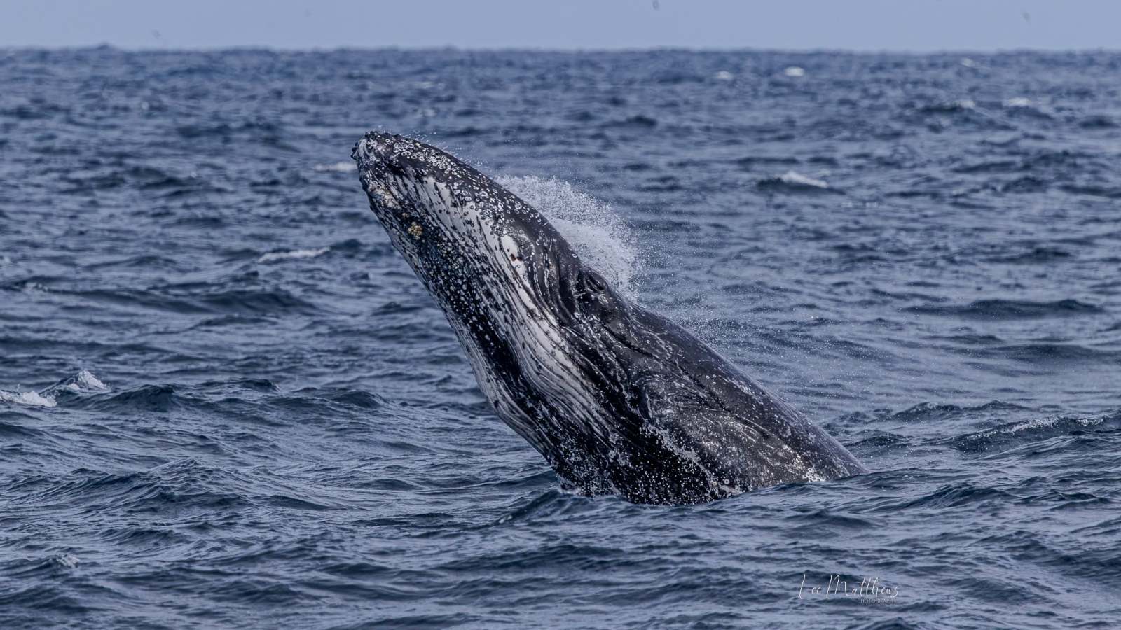Whale breaching surface of the ocean under a cloudy sky.