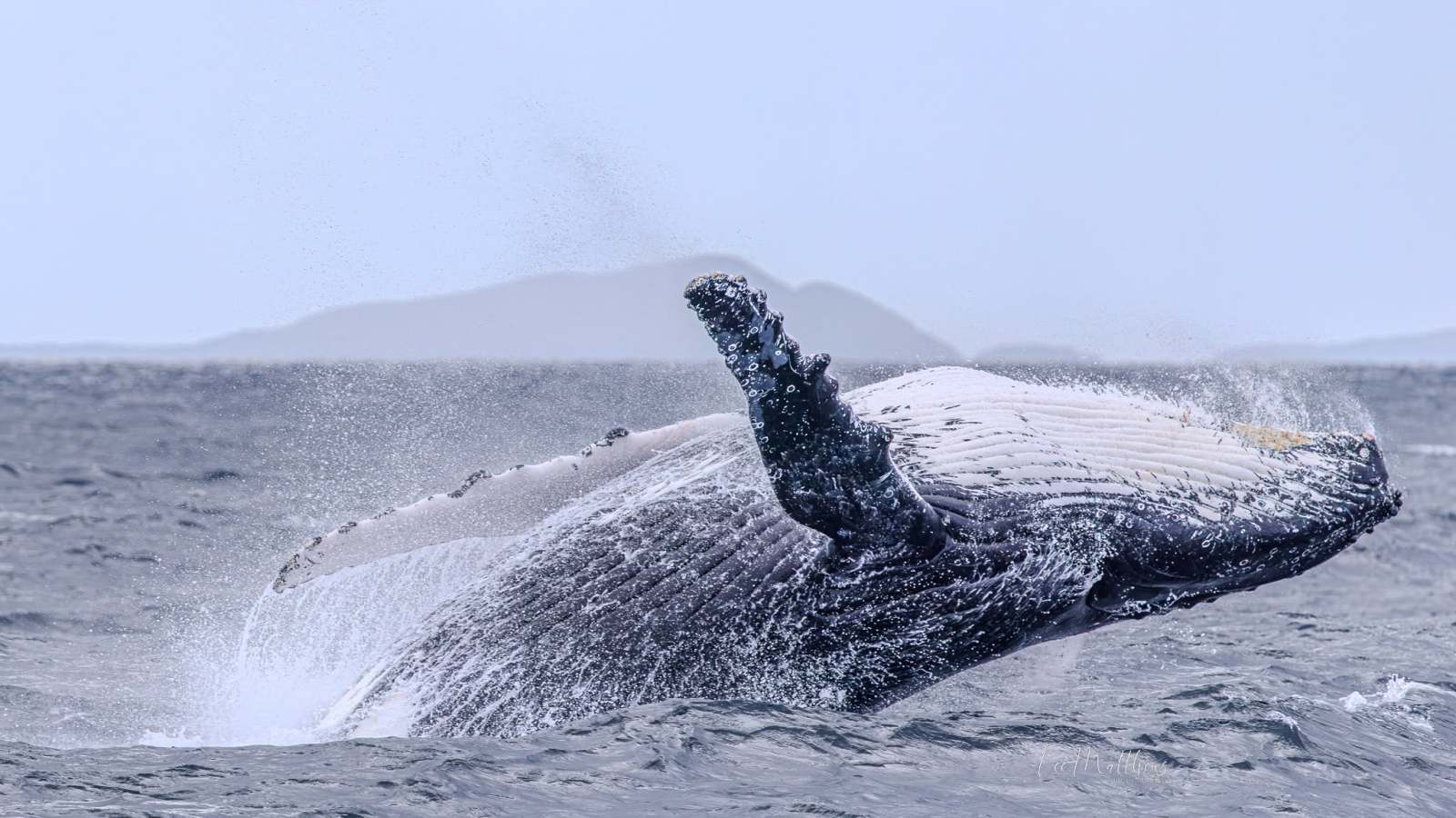 Humpback whale breaching water with distant mountain backdrop.