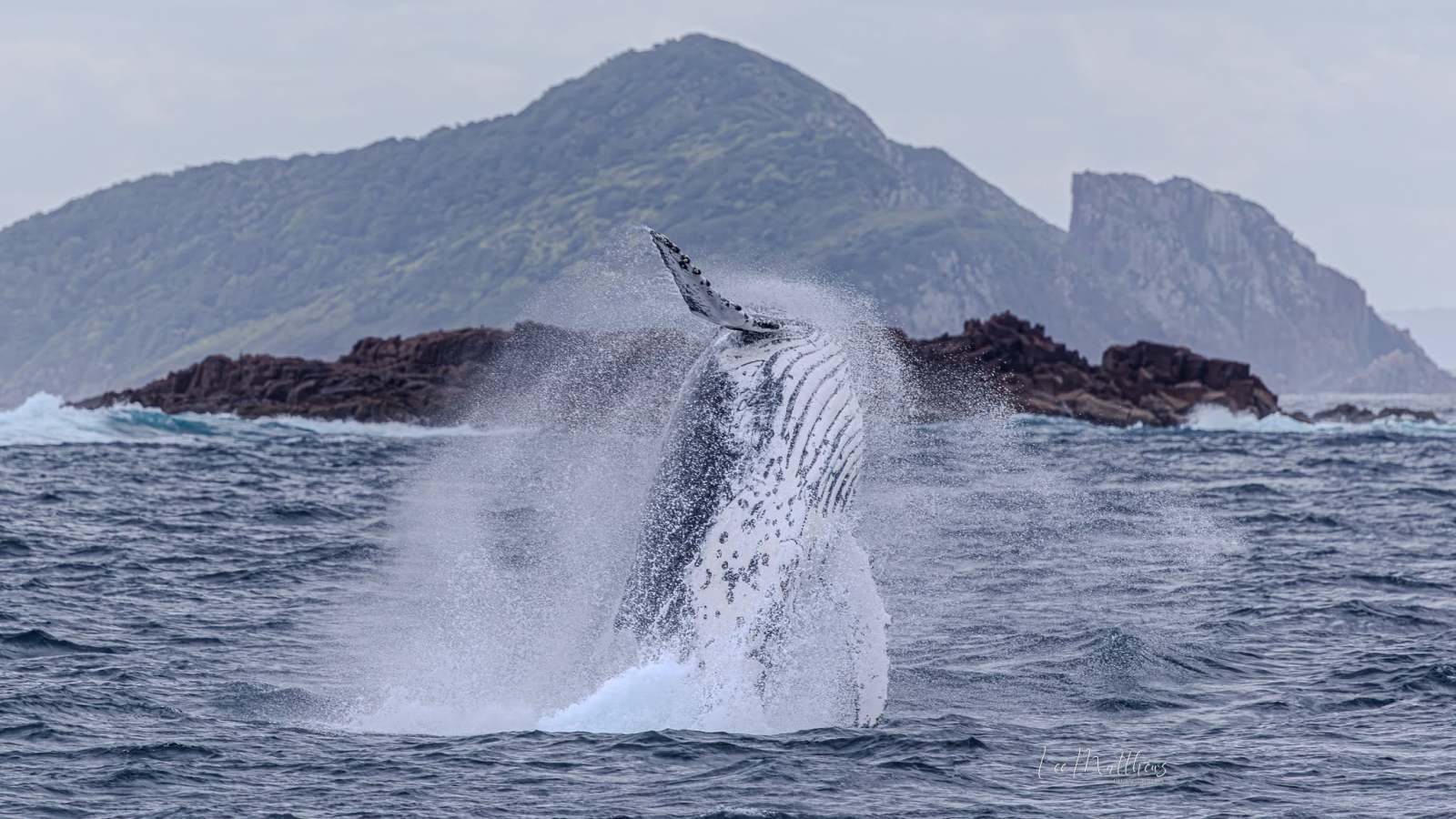 Whale breaching with mountainous island in the background.