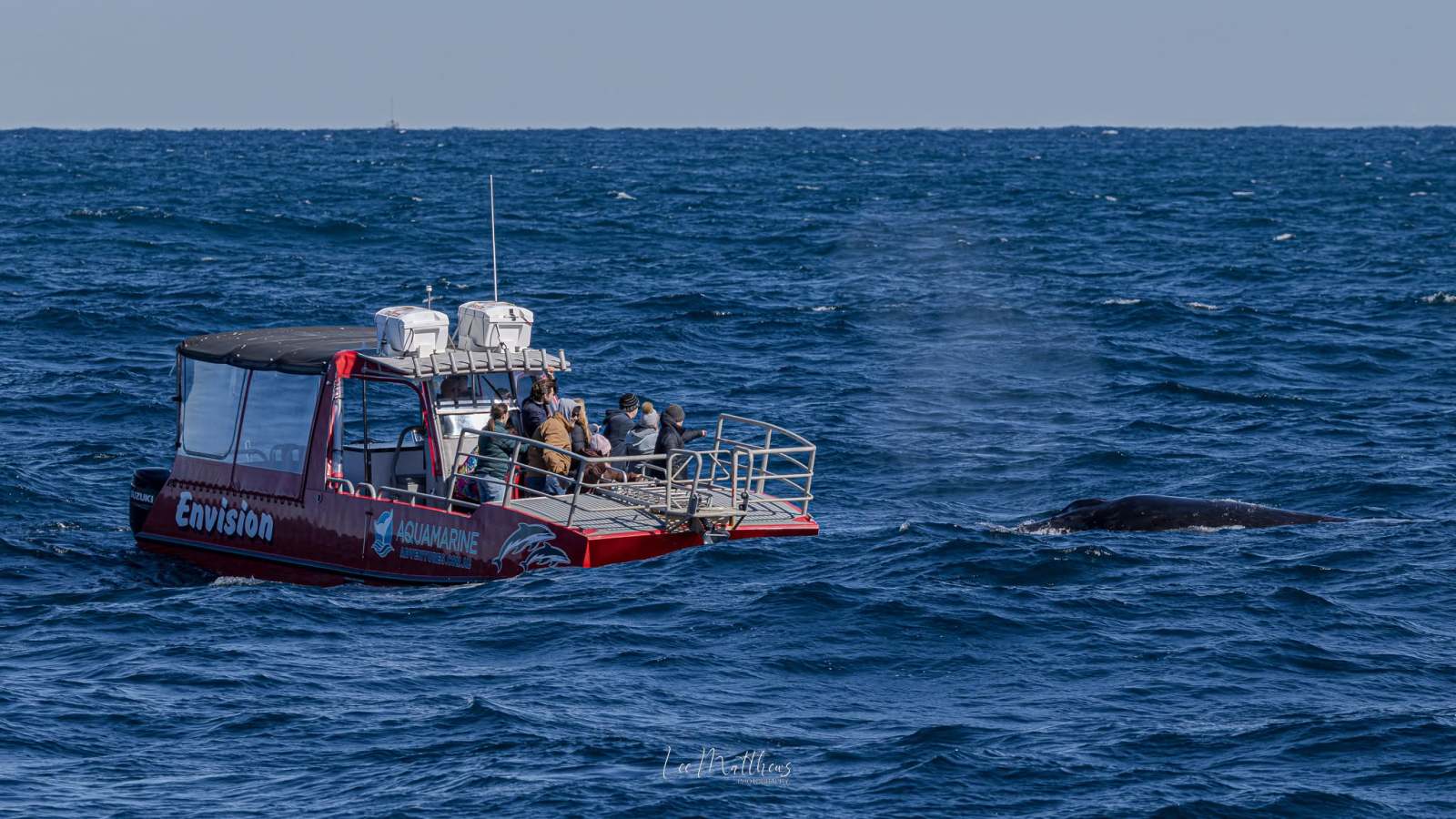 Whale Watching Moonshadow TQC Cruises Port Stephens Lee Matthews