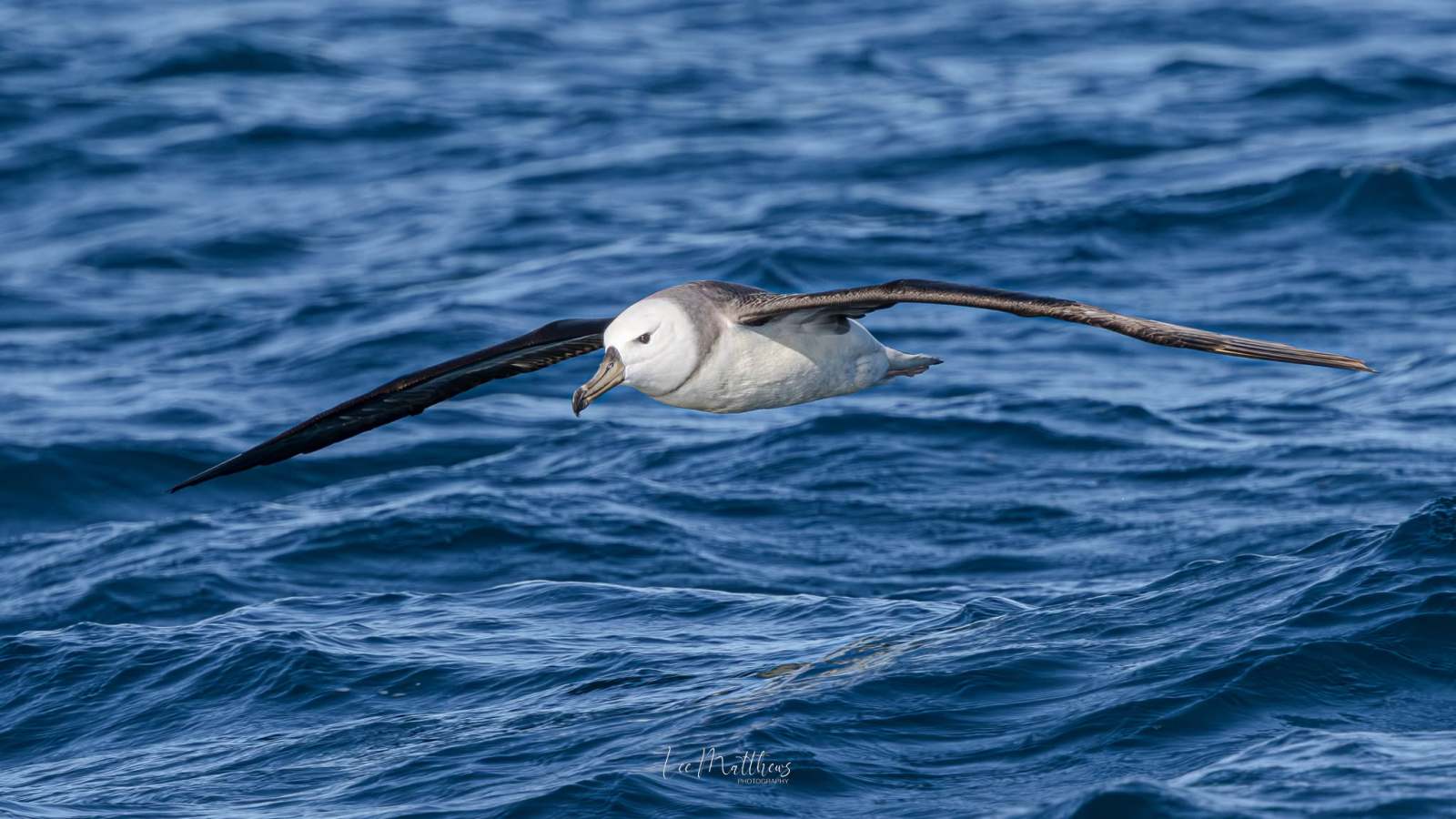 Seabird gliding over blue ocean waves.