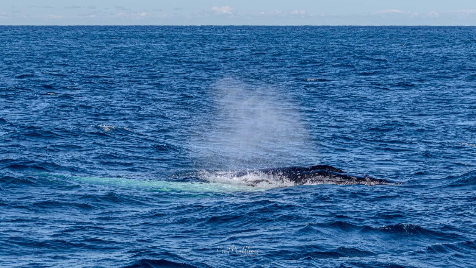 A whale surfacing, spouting water in the open ocean under a clear blue sky.
