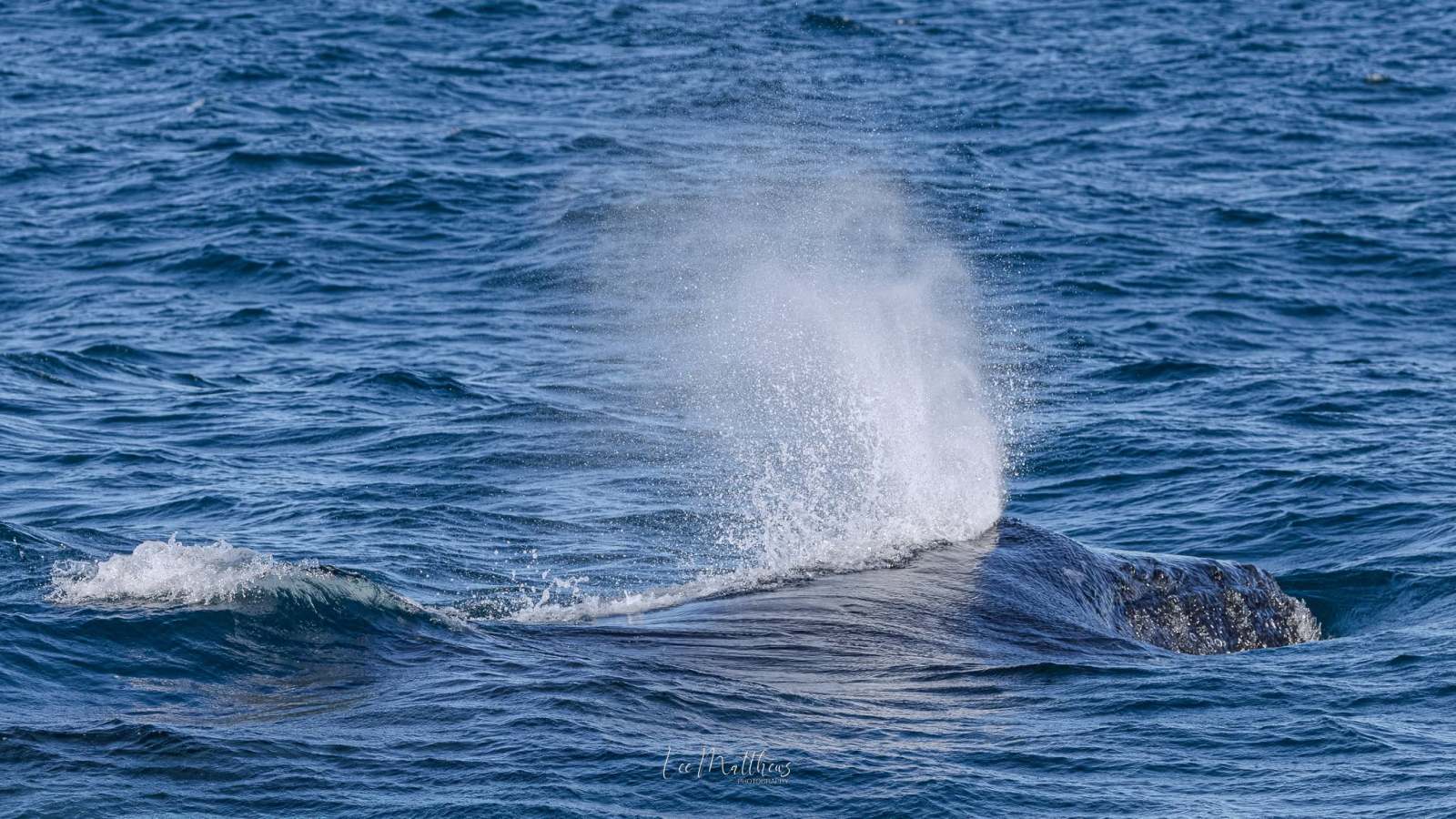 Whale spouting water from blowhole in the ocean.