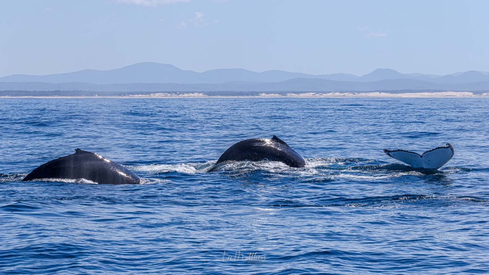 Whale Watching Moonshadow TQC Cruises Port Stephens Lee Matthews