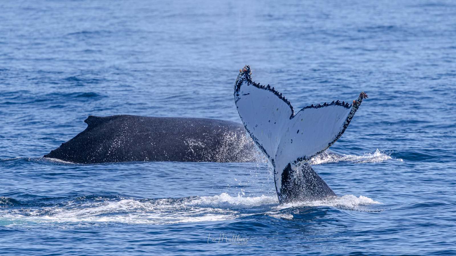 Humpback whale tail above blue ocean surface.